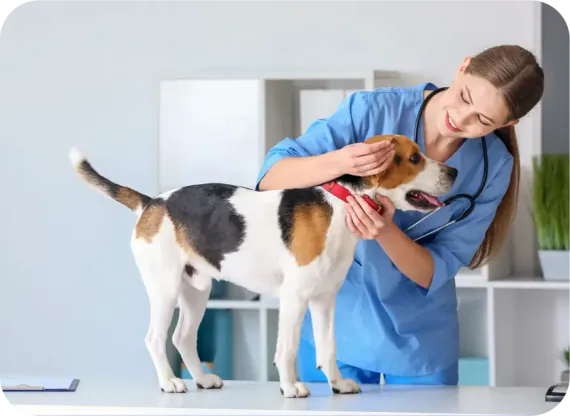 Veterinaire et chien